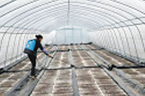 裝好基質盤麵殺菌消毒